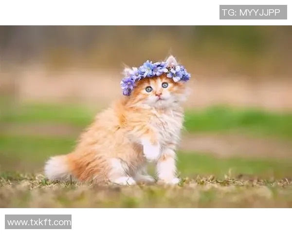 小猫足球明星的可爱瞬间展现了它们的运动天赋与活力四射的魅力 小猫足球明星的可爱瞬间展现了它们的运动天赋与活力四射的魅力